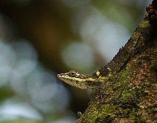 <i>Cophotis dumbara</i> Species of lizard