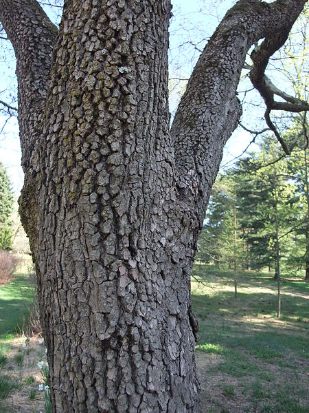 File:CornusFlorida.jpg