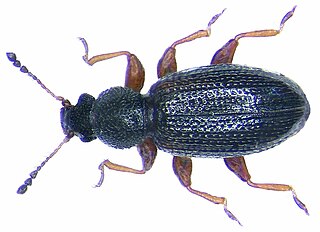 Corticariinae Subfamily of beetles