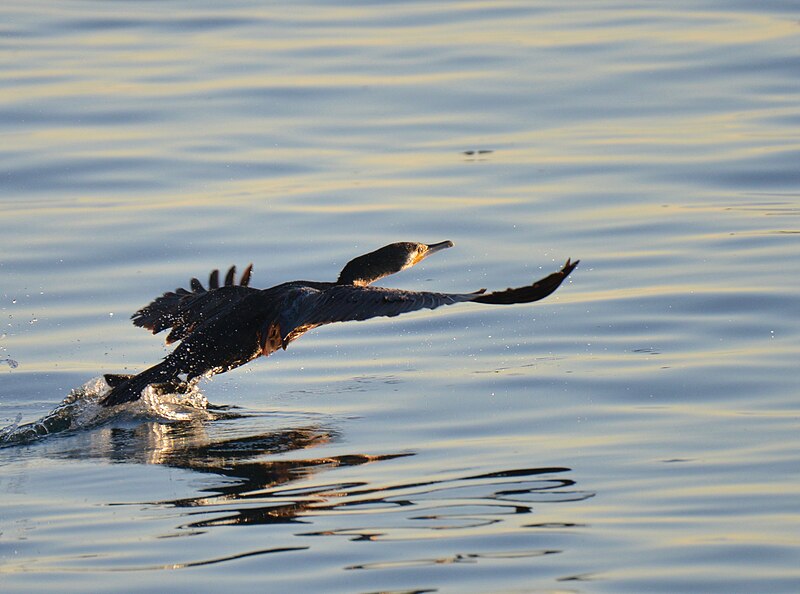 File:Corvo-marinho, Great Cormorant (49042430391).jpg