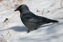 Corvus monedula-0002.jpg