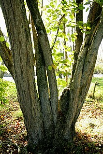 <i>Corylus chinensis</i> Species of tree