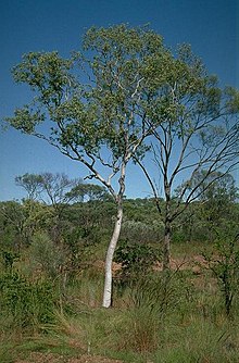 Corymbia gilbertensis.jpg