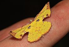 Corymica pryeri, male.JPG