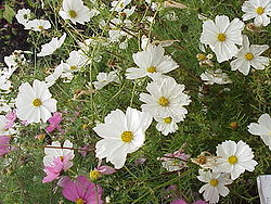 Cosmos bipinnatus6.jpg