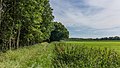 Coulisselandschap rondom Stuttebosch in de lendevallei. Provincie Friesland.