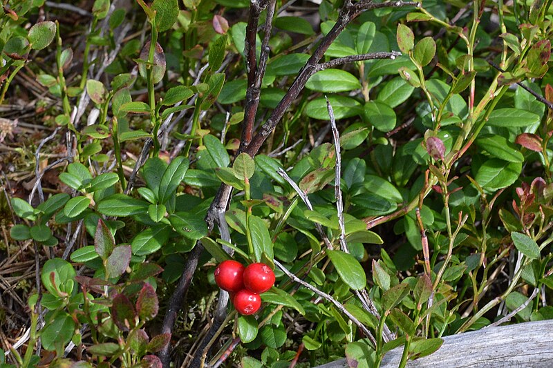 File:Cowberry (Vaccinium vitis-idaea) - Oslo, Norway 2020-08-30 (01).jpg