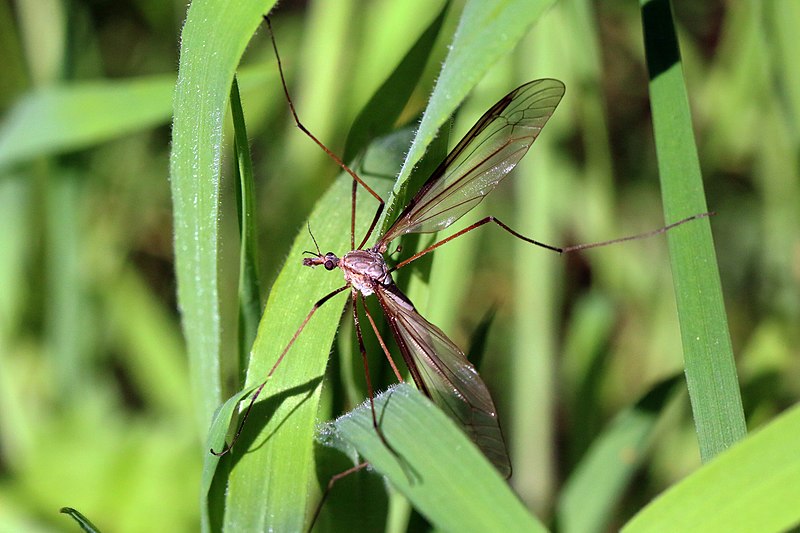 File:Crane fly (Tipula oleracea).jpg