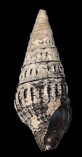 <i>Crassispira fuscescens</i> Species of gastropod