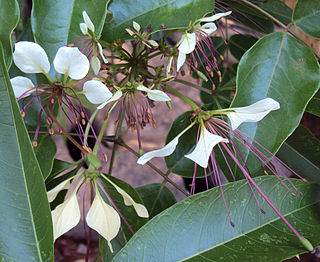 <i>Crateva magna</i> Species of flowering plant