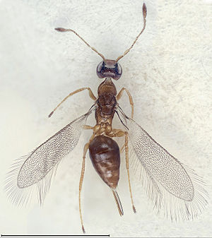 Cremnomymar sp.