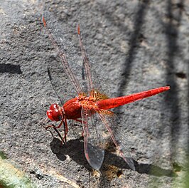 Crocothemis sanguinolenta