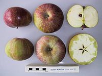 Cross section of Hoary Morning, National Fruit Collection (acc. 1916-009).jpg