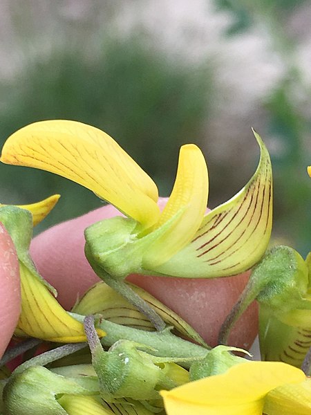 File:Crotalaria pallida 157959132.jpg