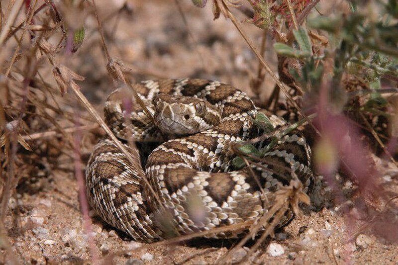 File:Crotalus scutulatus Mojave.jpg