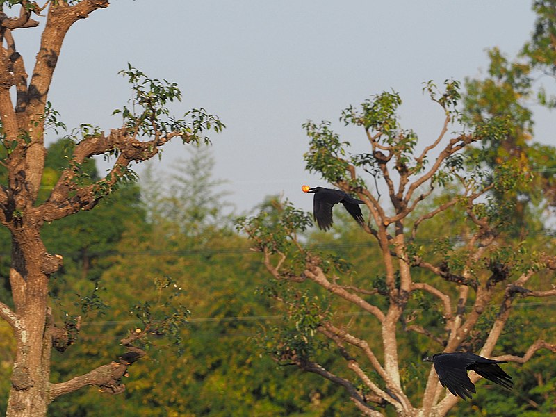 File:Crow カラス With Persimmon (234465577).jpeg