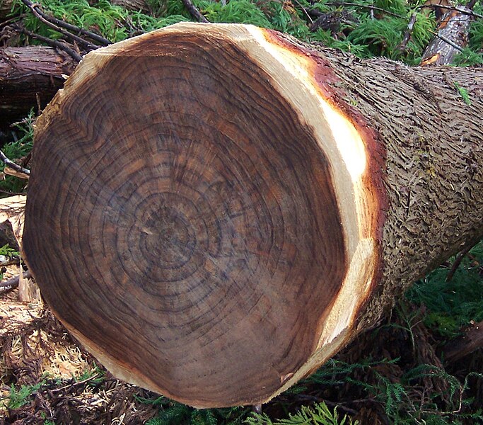 File:Cryptomeria japonica SectionOfAFelledTree.JPG