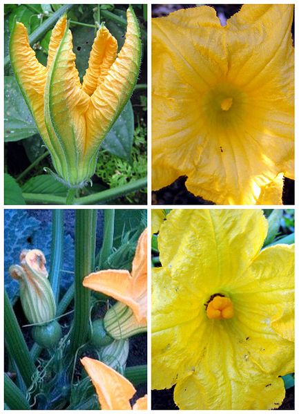 File:Cucurbita-flowers-male-female.jpg