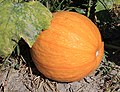* Nomination Pumpkin -- George Chernilevsky 22:11, 11 September 2016 (UTC) * Promotion Good quality. --Hubertl 23:14, 11 September 2016 (UTC)