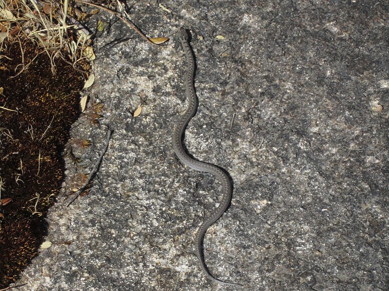 File:Culebra lisa Pedriza (cropped).JPG