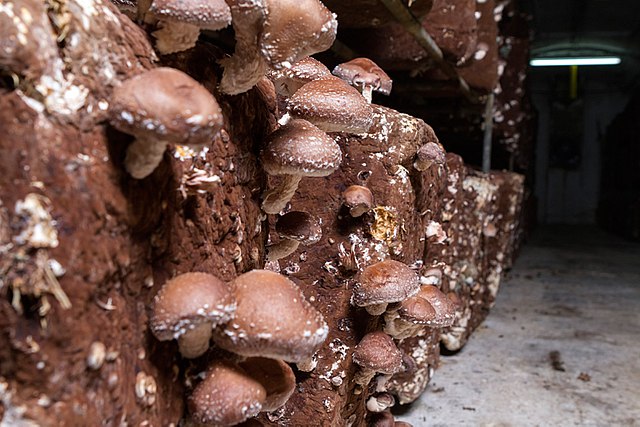 Cultivated shiitake mushrooms