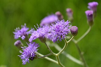 Cyanthillium cinereum - flower head Cyanthillium cinereum - flower.JPG