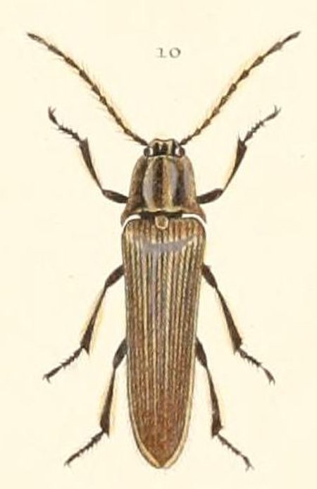 Cyathodera