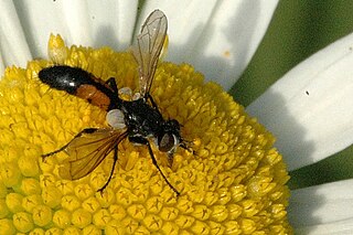 Cylindromyiini Tribe of flies