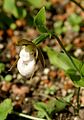 Cypripedium plectrochilum flower