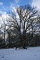 Polski: 700-letni dąb na terenie parku, pomnik przyrody English: 700-year-old oak tree, nature monument