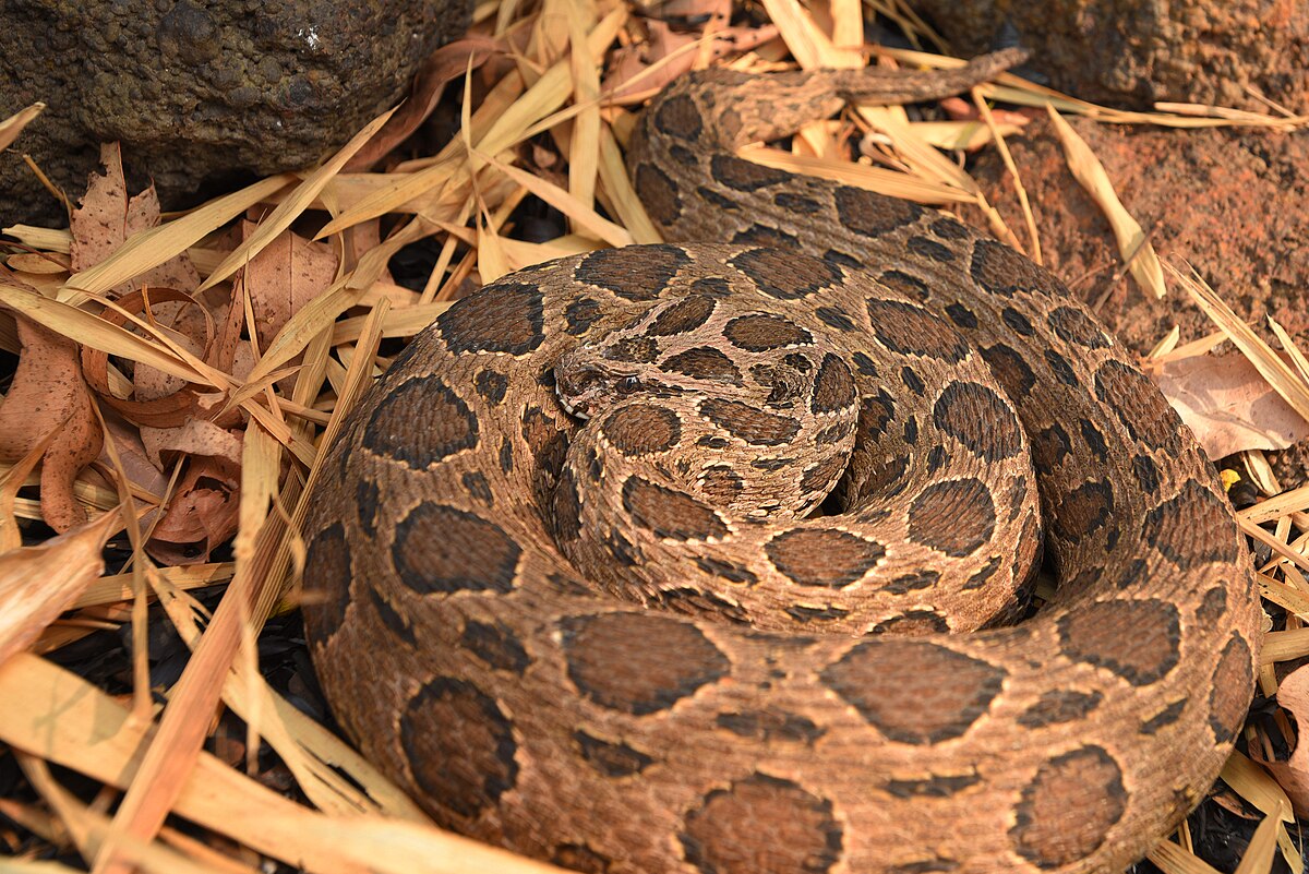 Eastern hognose snake - Wikipedia