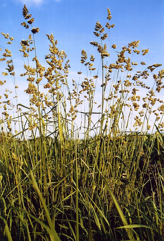 Ежа злак. Трава ежа сборная. Ежа сборная (Dactylis glomerata). Ежа кормовой злак.