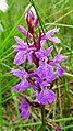 Dactylorhiza vosagiaca Germany - Eppenbrunn, Wasgau