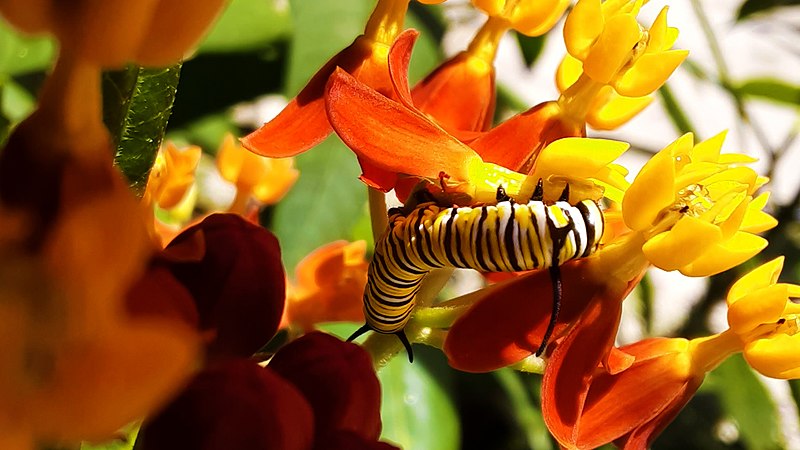 File:Danaus plexippus 3rd Instar.jpg