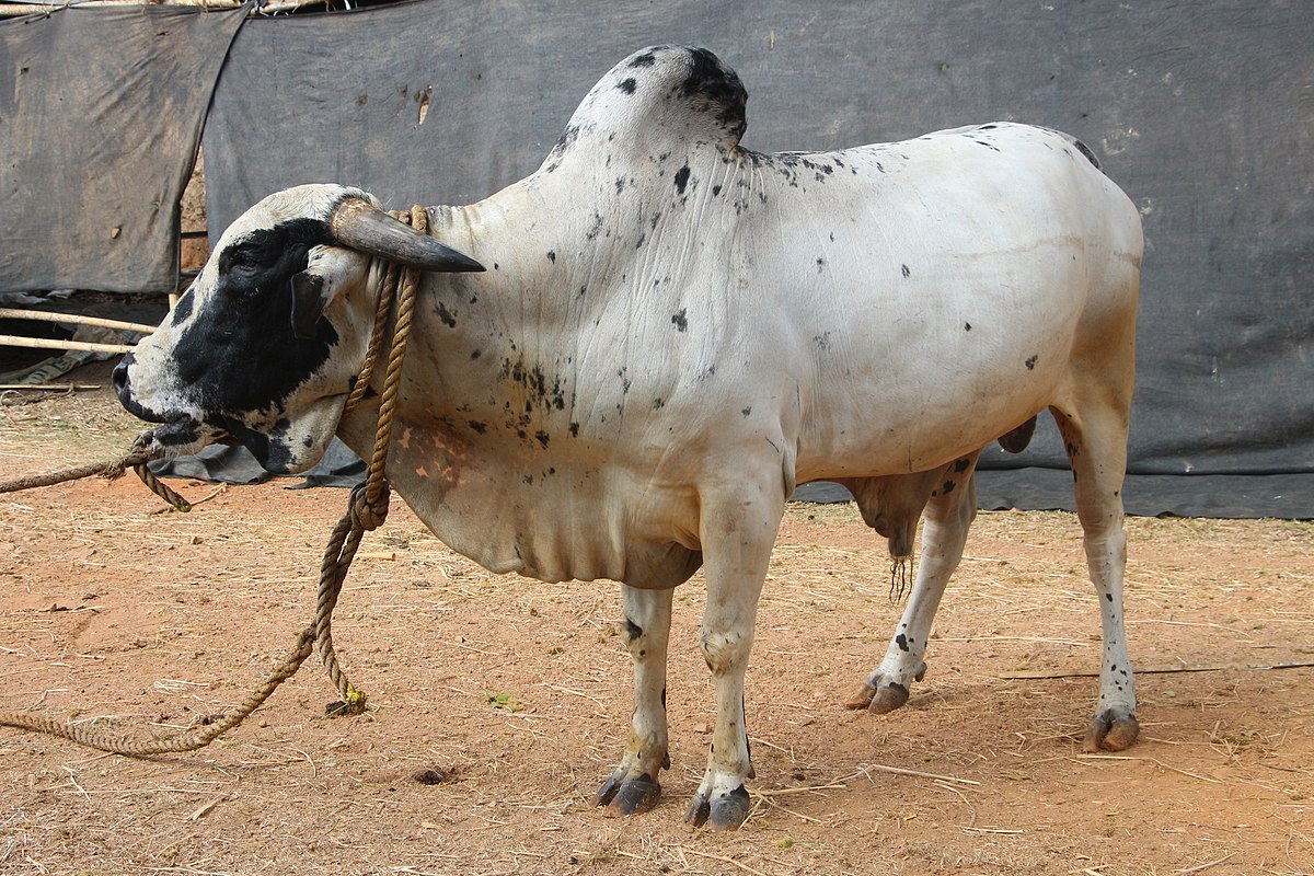 Dangi cattle - Wikipedia