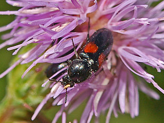 <i>Divales</i> Genus of beetles