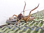 Defensive male tree weta (Hemideina crassidens)