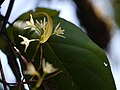 Dendrobium herbaceum