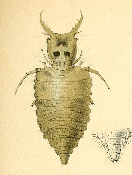 Личинка муравьиного льва. Dendroleon pantherinus. Brachyptera braueri. Муравьиный Лев личинка. Превращение личинки муравьиного Льва.