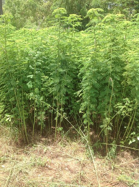 File:Desmanthus bicornutus crop. JCU, Townsville.jpg