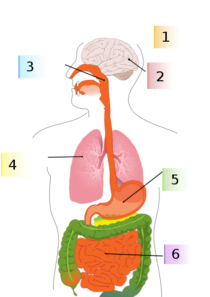File:Diagram of swine flu symptoms-numbered.svg