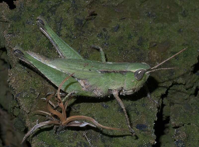 File:Dichromorpha viridis P1280606a.jpg