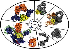 The different protein structures of various topoisomerase enzymes. Type I topoisomerases tend to be much smaller than the type II topoisomerases, as type II topoisomerases tend to be multimers, while type I topoisomerases tend to be monomers.