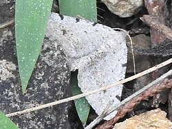 Digrammia pallidata.jpg