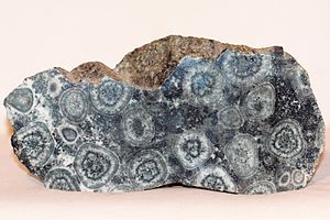 A fragment of napoleonite showing its orbicular structure. Diorite orbiculaire-5729~2016 11 03.jpg