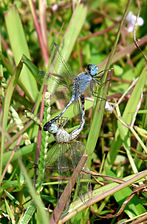 Ground Skimmer Diplacodes trivialis mating