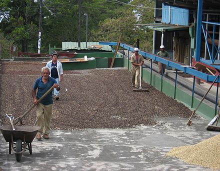 Traditional coffee drying at the Alto Boquete plant of Cafe Ruiz, Boquete, Panamá