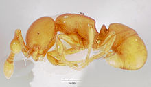 Discothyrea testacea casent0006058 профилі 1.jpg