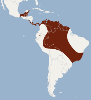 Description de l'image Distribution of Lampronycteris brachyotis.png.