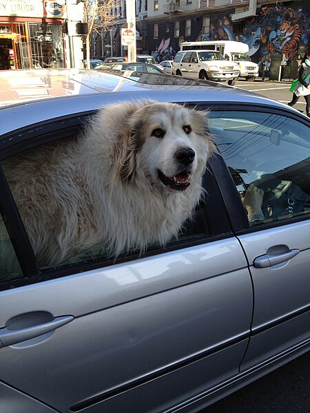 File:Dog in car windo.jpg